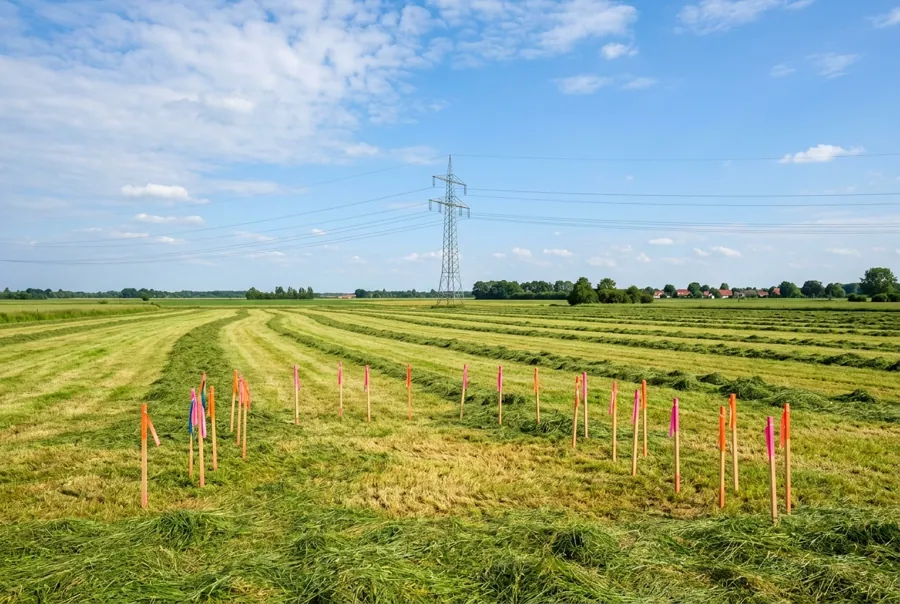 Abgesteckte Projektfläche in Deutschland mit Freileitung und Strommast im Hintergrund